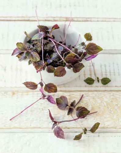 Revitalizing Shiso